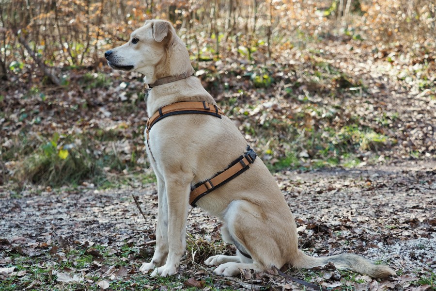 2015 Mixture dog male 1