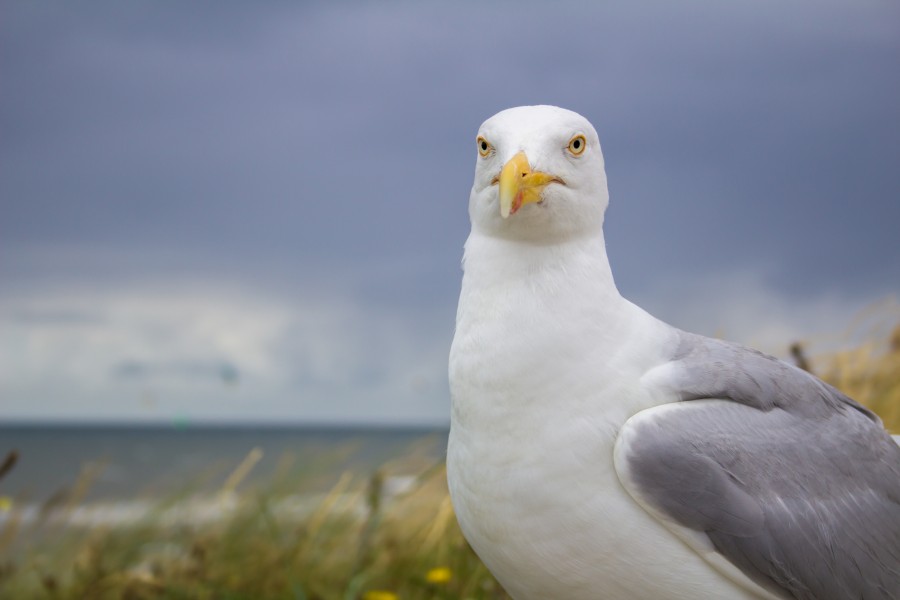 2016-07-27 Seagull in Zandvoort aan Zee (02) (freddy2001)