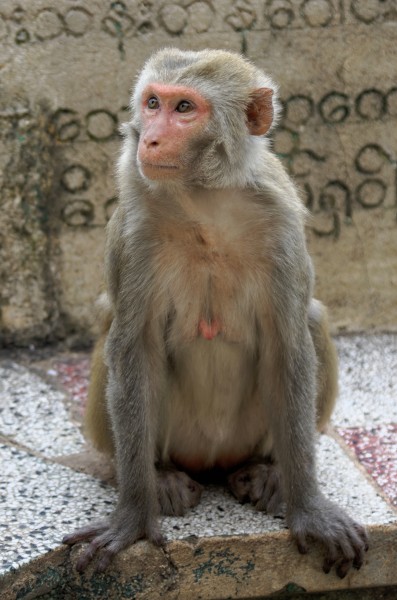 20160802 - Rhesus macaque - Mount Popa, Myanmar - 7020