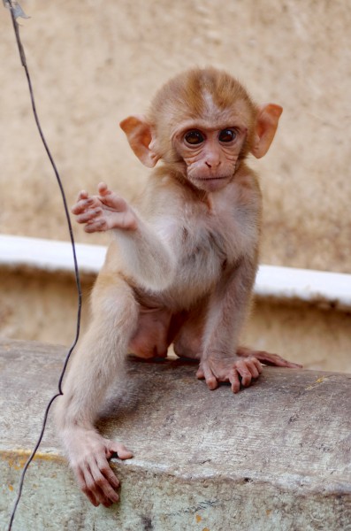 20160802 - Rhesus macaque - Mount Popa, Myanmar - 7065