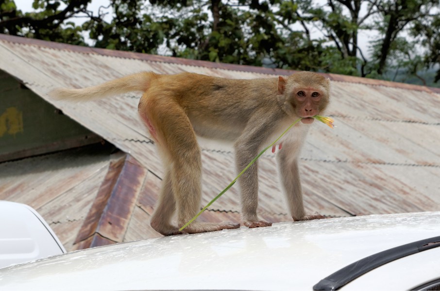 20160802 - Rhesus macaque - Mount Popa, Myanmar - 7170