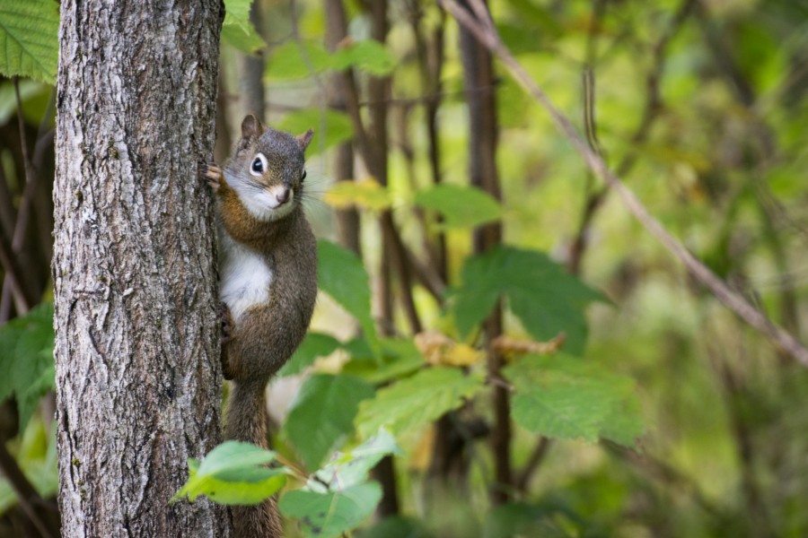 2016-09 Sentier des Moulins Saguenay - sciurus 58