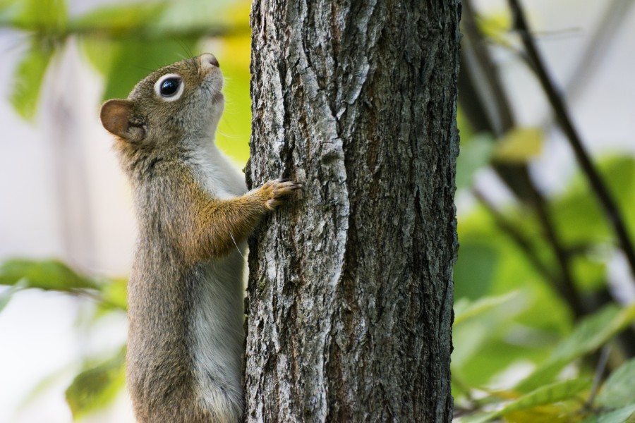 2016-09 Sentier des Moulins Saguenay - sciurus 61