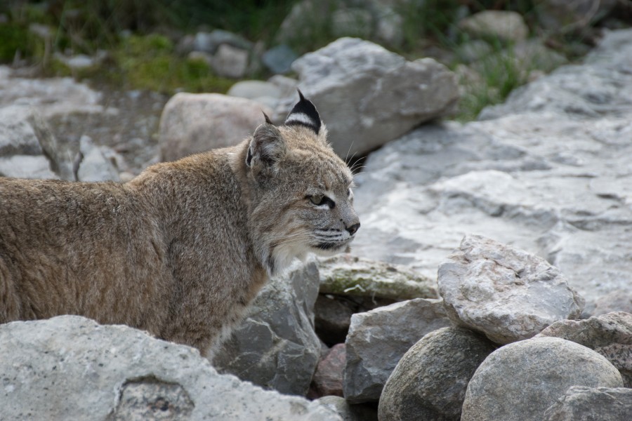 2016-09 zoo sauvage de Saint-Félicien - Lynx rufus 09