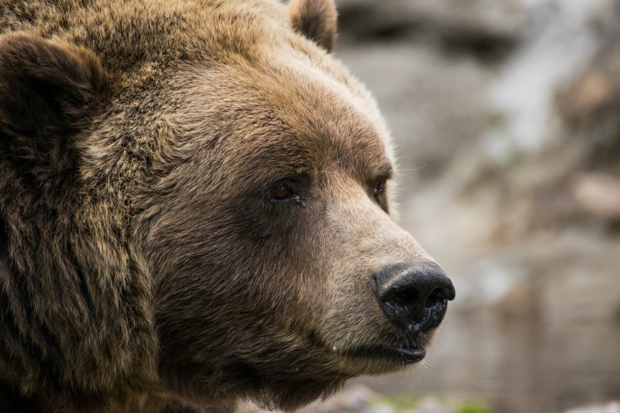2016-09 zoo sauvage de Saint-Félicien - Ursus arctos 02
