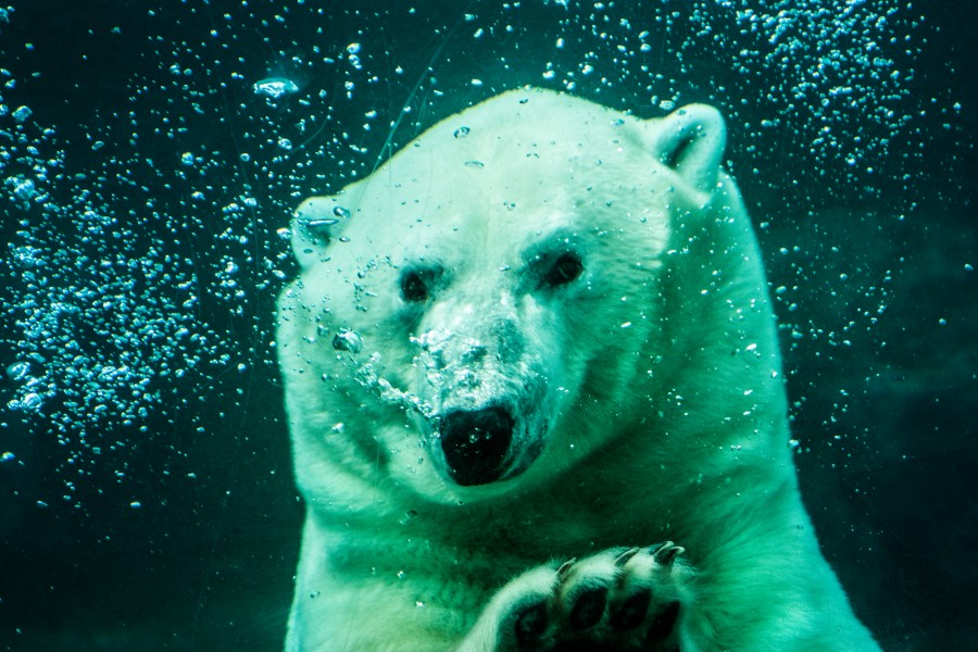 2016-09 zoo sauvage de Saint-Félicien - Ursus maritimus 02