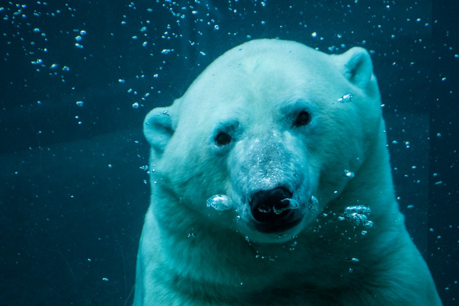 2016-09 zoo sauvage de Saint-Félicien - Ursus maritimus 03