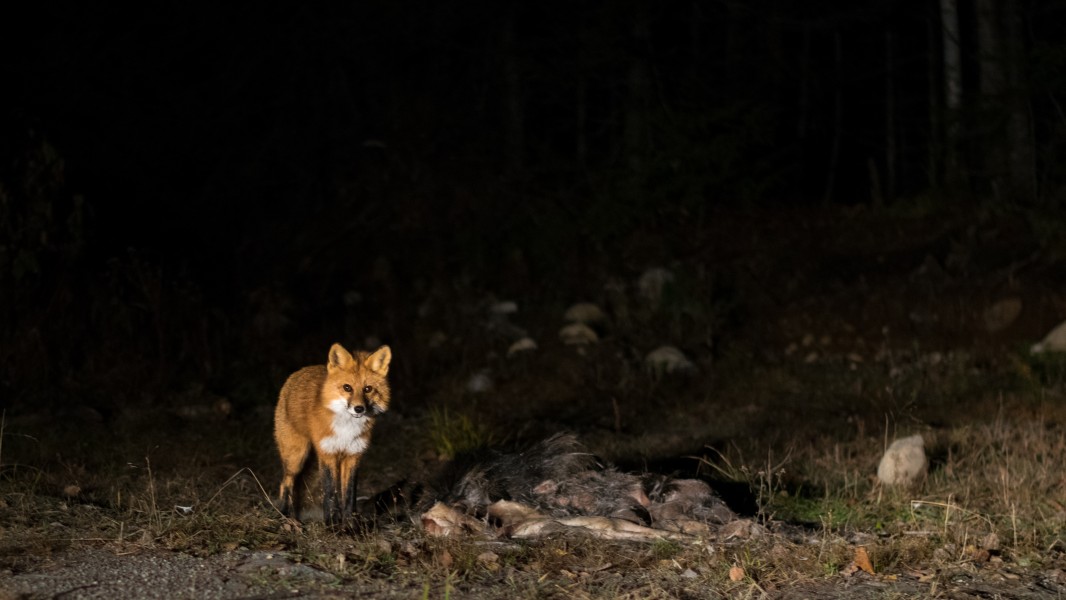2016-10 Fox Shipshaw river Saguenay 02