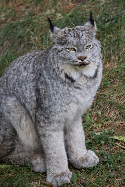 2016-11 zoo sauvage de Saint-Félicien - Lynx canadensis 01