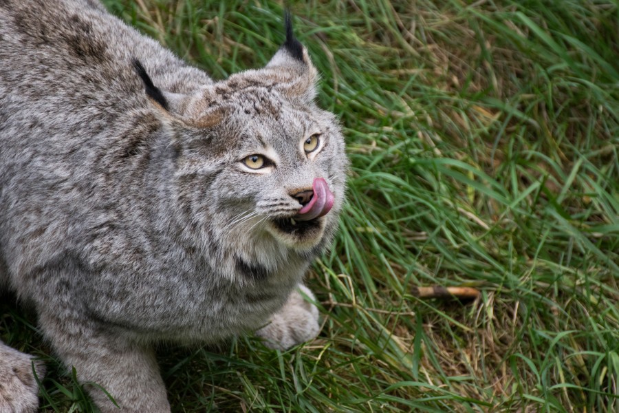 2016-11 zoo sauvage de Saint-Félicien - Lynx canadensis 04