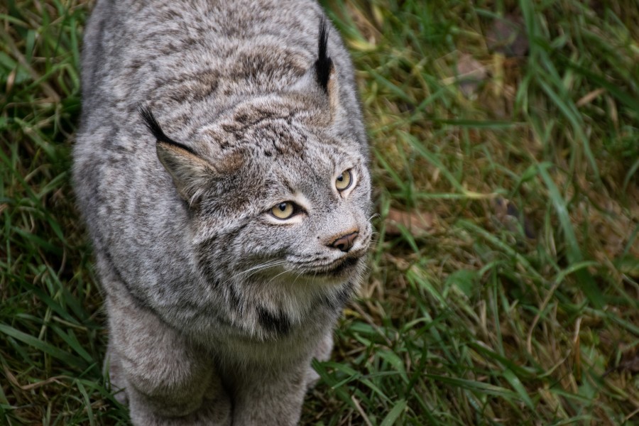 2016-11 zoo sauvage de Saint-Félicien - Lynx canadensis 05