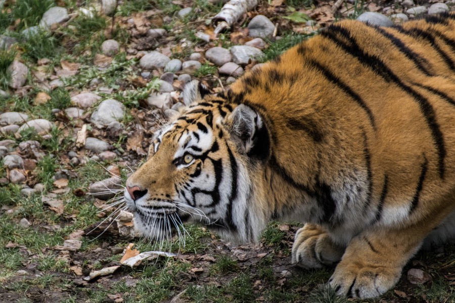 2016-11 zoo sauvage de Saint-Félicien - Panthera tigris altaica 02