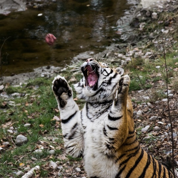 2016-11 zoo sauvage de Saint-Félicien - Panthera tigris altaica 04