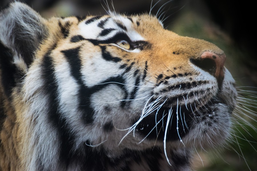 2016-11 zoo sauvage de Saint-Félicien - Panthera tigris altaica 06