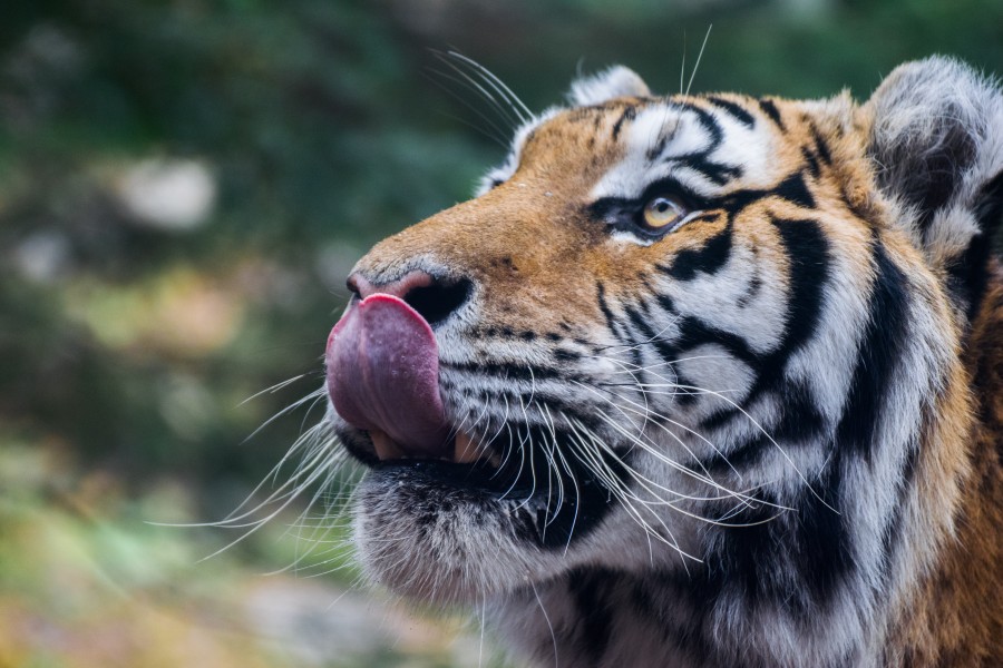 2016-11 zoo sauvage de Saint-Félicien - Panthera tigris altaica 10