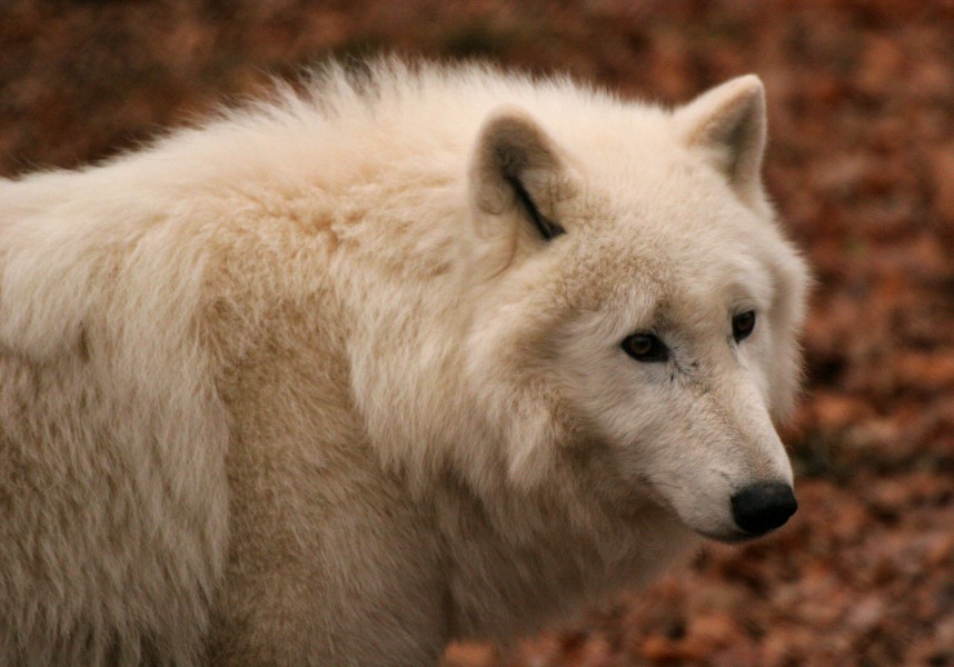 2016 12 ZooStralsund Polarwolf IMG 1571