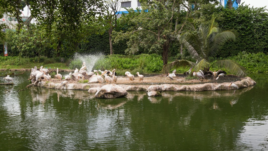 2016 Singapur, Jurong Bird Park (083)