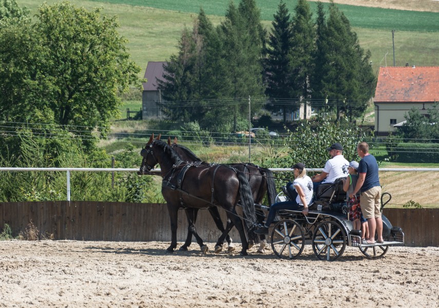 2016 Stadnina w Świdniku 1