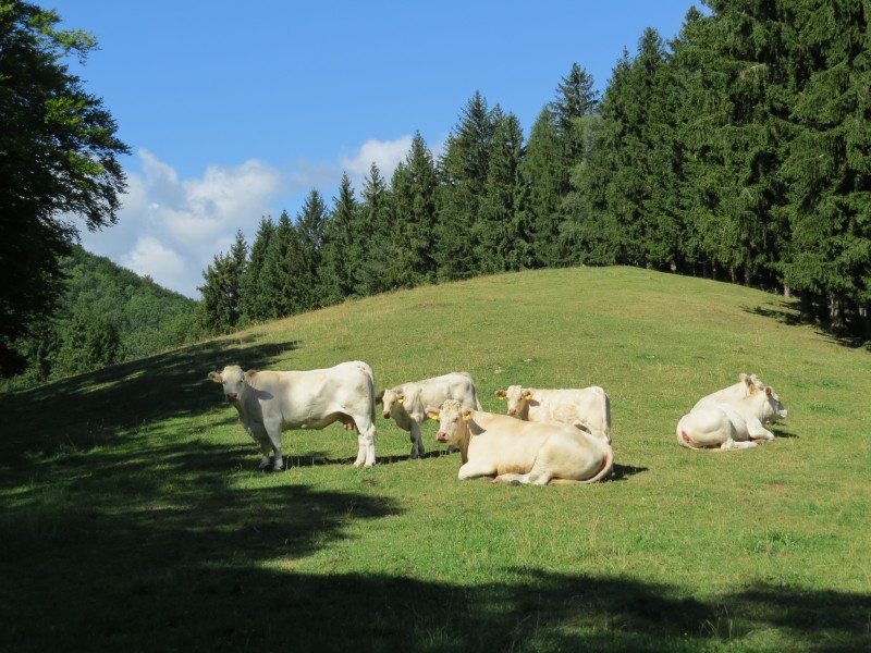 2017-07-28 Wanderung rund um den Haltgraben in Frankenfels (056)