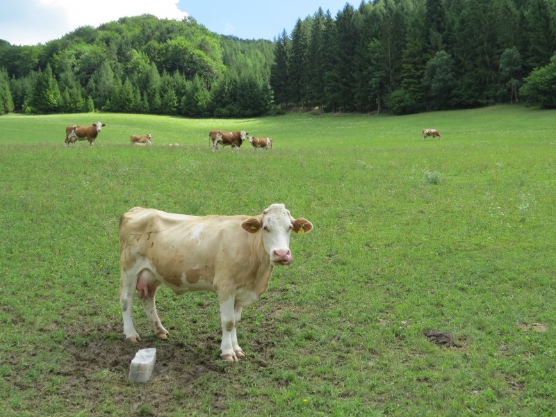 2017-07-28 Wanderung rund um den Haltgraben in Frankenfels (144)