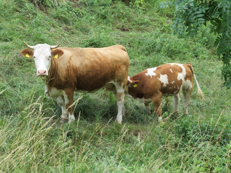 2018-06-18 (206) Cows at Haltgraben in Frankenfels, Austria