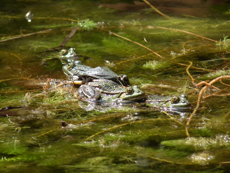 4 Frösche im See