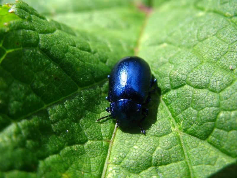 5804 - Schynige Platte - Coleoptera