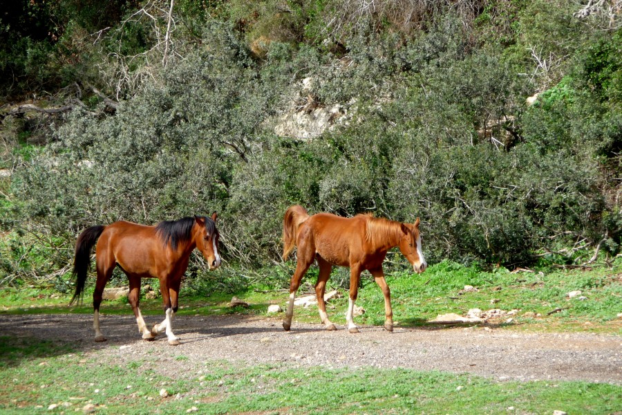 פארק הכרמל 5 - גנים לאומיים בצפון הארץ - אתרי מורשת 2016 (433)