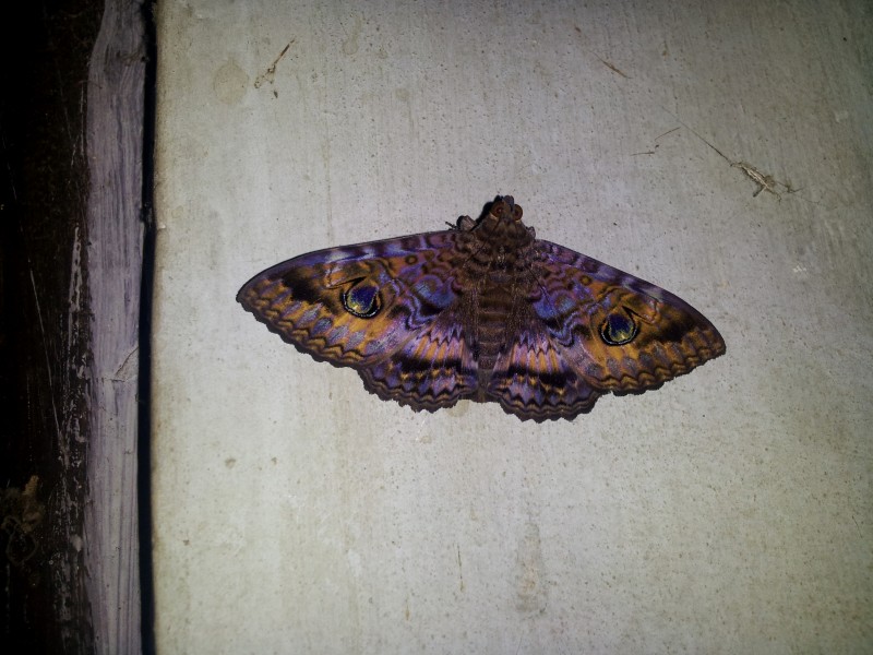 A brilliant colored butterfly like moth from Bakamuna, Sri Lanka