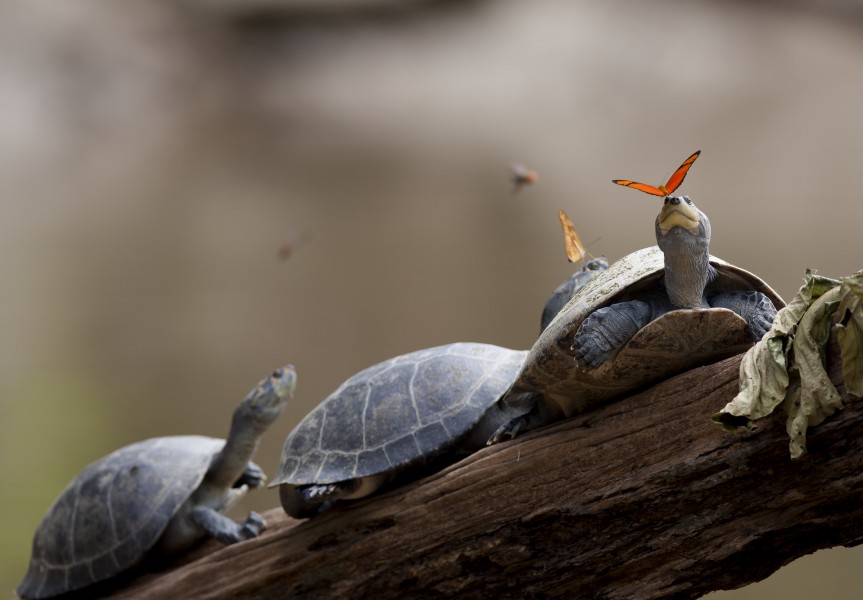 A butterfly feeding on the tears of a turtle in Ecuador (crop)