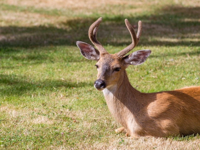 A deer in Ross Bay Cemetery, Victoria, British Columbia, Canada 10