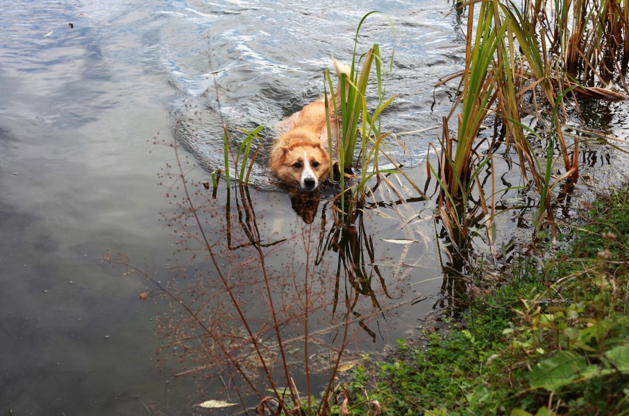 a dog swimming in a pond