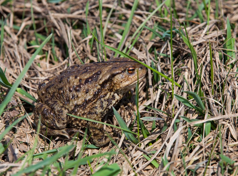 a frog in Lviv region of Ukraine in March 2014, picture 1/2