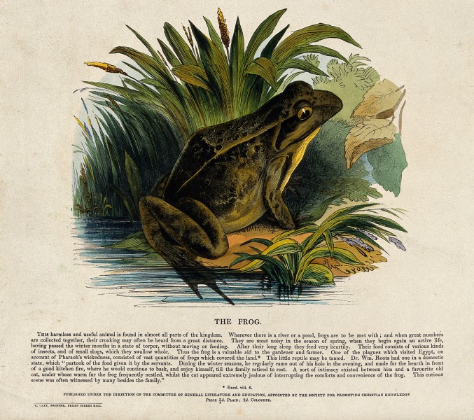 A frog sitting on the shore of a lake. Coloured wood engravi Wellcome V0020535