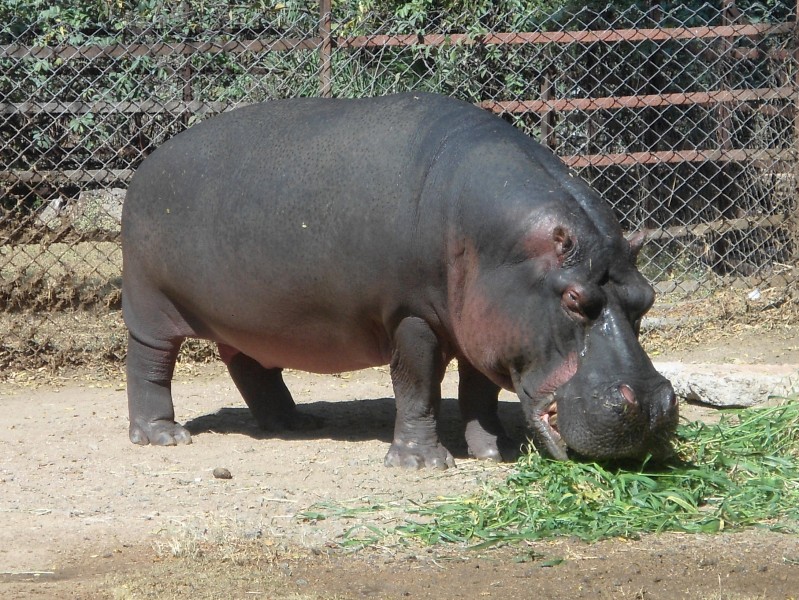 A Hippopotamus at Nehru Zoological Park