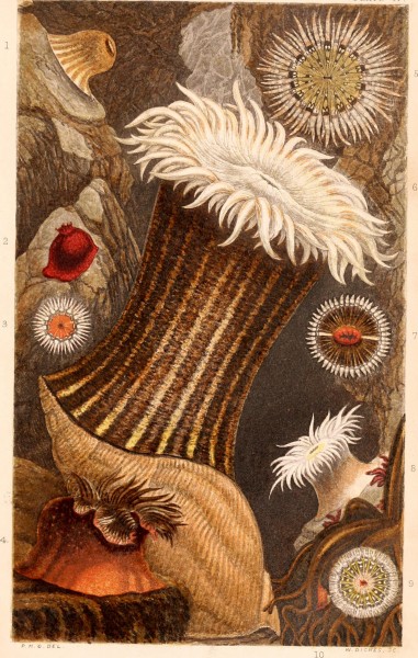 A history of the British sea-anemones and corals (1860) (14595132078)