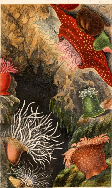 A history of the British sea-anemones and corals (1860) (14595135358)