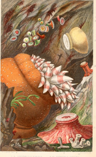 A history of the British sea-anemones and corals (1860) (14801642683)