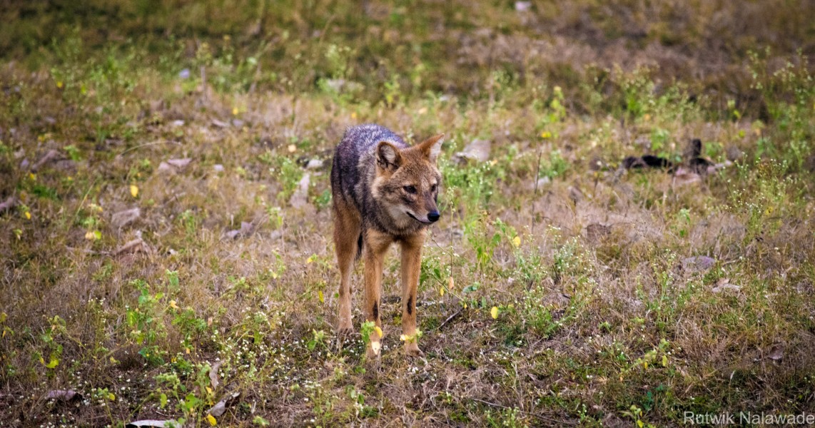 A jackal at the Pench National Park