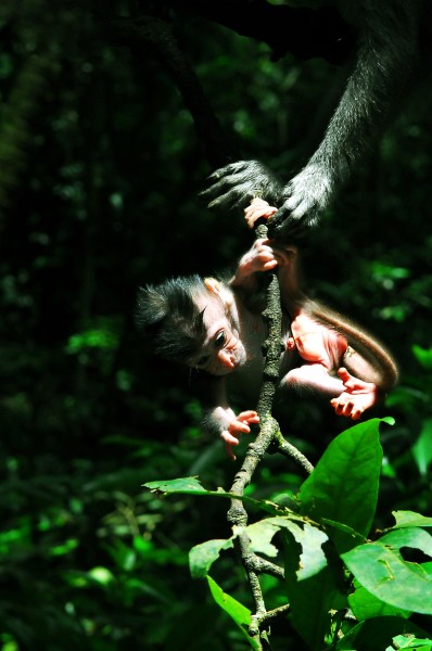 A Macaca fascicularis hand helping a Macaca fascicularis baby in Bali, Indonesia