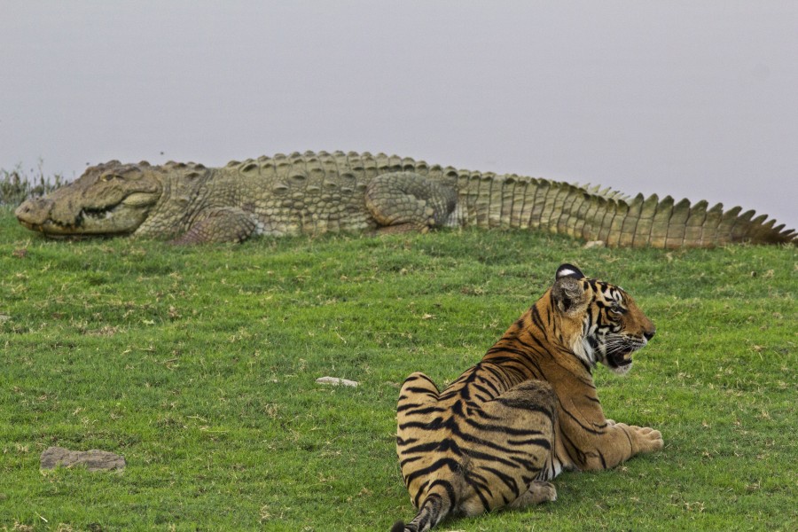 A male tiger with huge crocodile at Rajbaugh, Ranthambhore