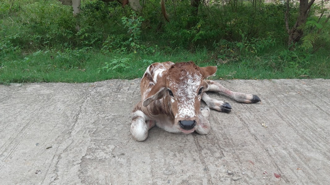 A newly born calf