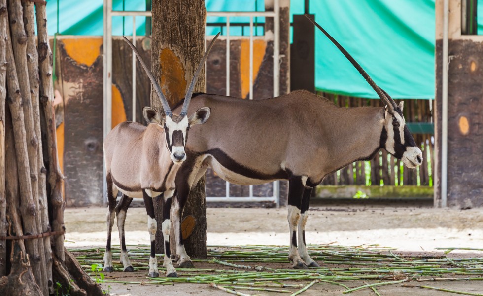 Órice de El Cabo (Oryx gazella), Zoo de Ciudad Ho Chi Minh, Vietnam, 2013-08-14, DD 01