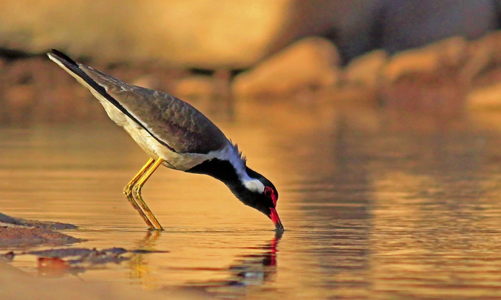 A thirsty Lapwing