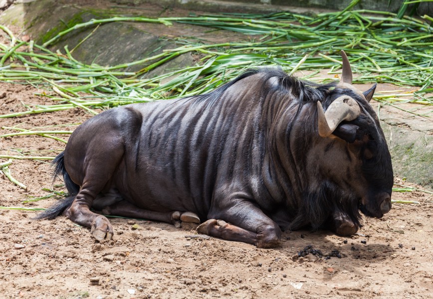 Ñu azul (Connochaetes taurinus), Zoo de Ciudad Ho Chi Minh, Vietnam, 2013-08-14, DD 02