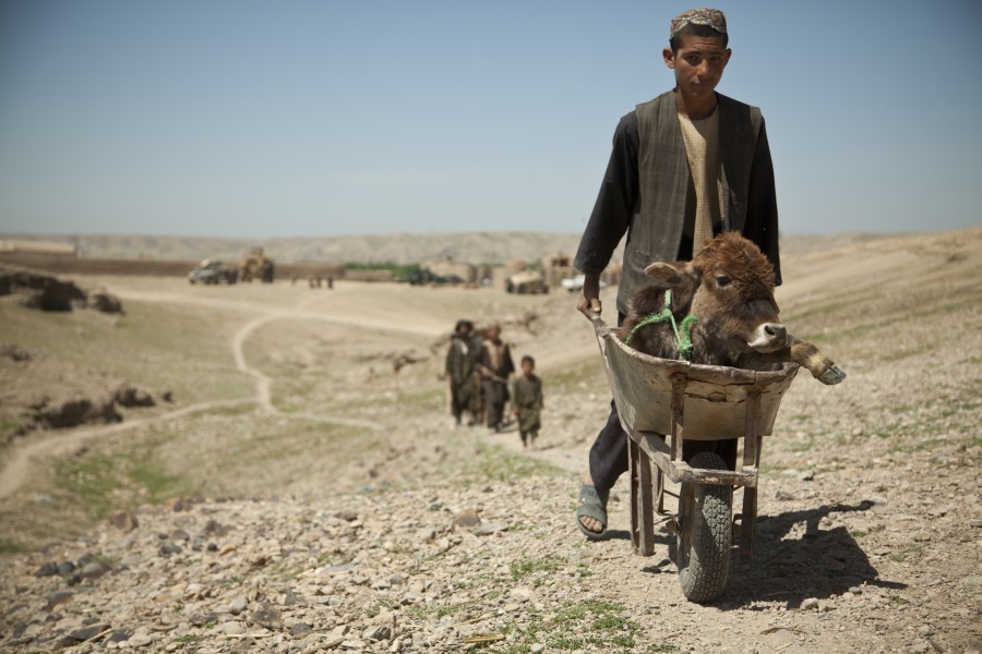 A villager walks with a sick calf near where Afghan National Army special forces soldiers are helping Afghan Local Police members build a checkpoint in Helmand province, Afghanistan, April 3, 2013 130403-M-BO337-128