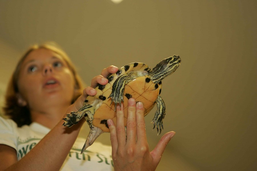 A young girl handles a turtle