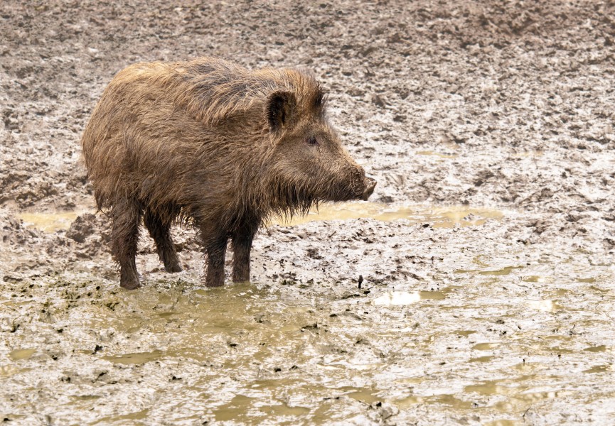 A young wild boar in his environment
