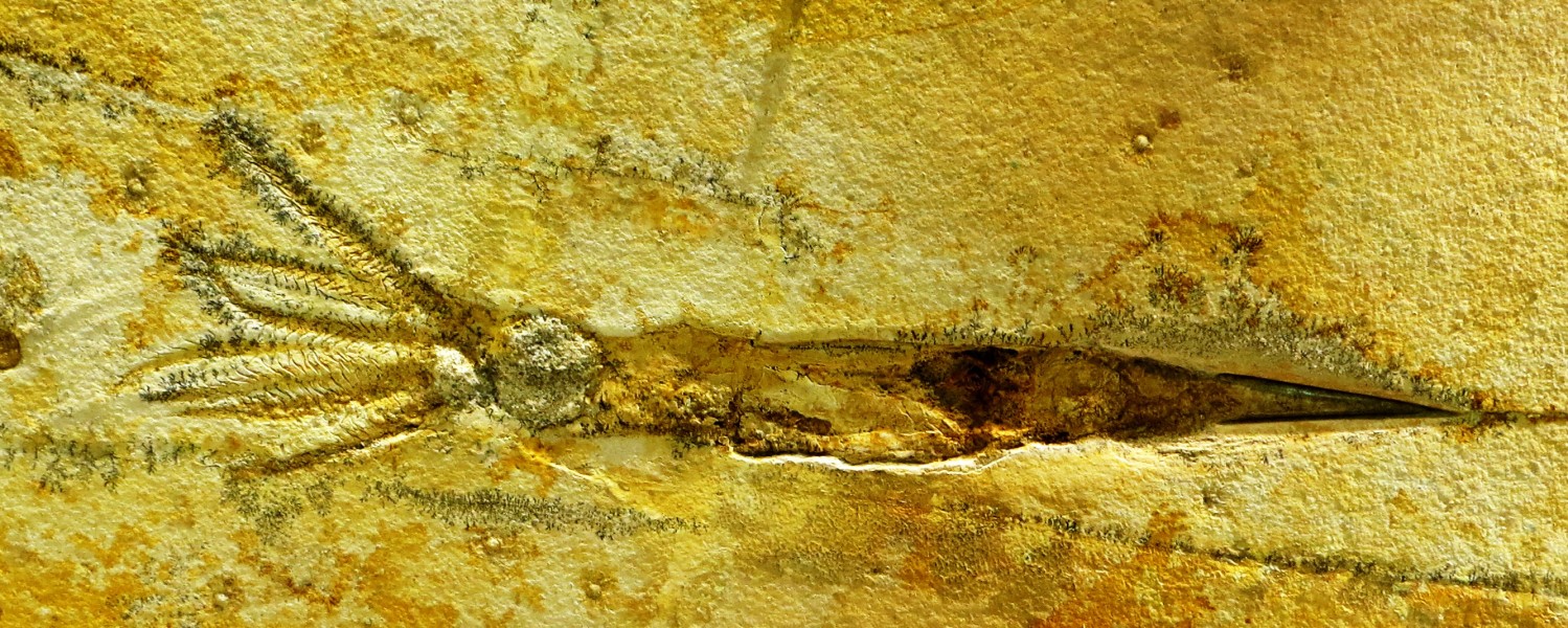 Acanthoteuthis speciosa solnhofen