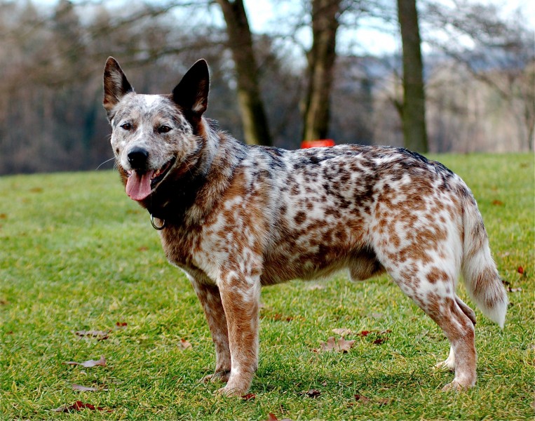 ACD MK Mishak
